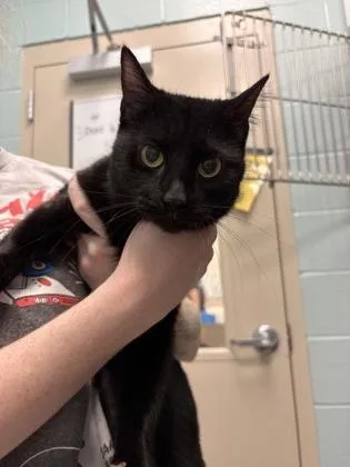 A young medium-sized female Domestic Short Hair cat named Pandora for adoption in Fishers, IN
