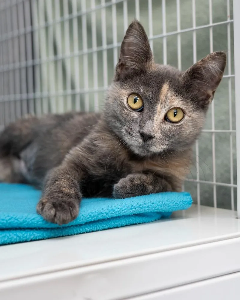 A baby small-sized female Domestic Short Hair cat named Tempest for adoption in Boone, IA