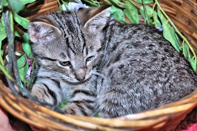 A baby medium-sized male Tabby (Gray / Blue / Silver) Tabby cat named Jasper for adoption in Rutherfordton, NC