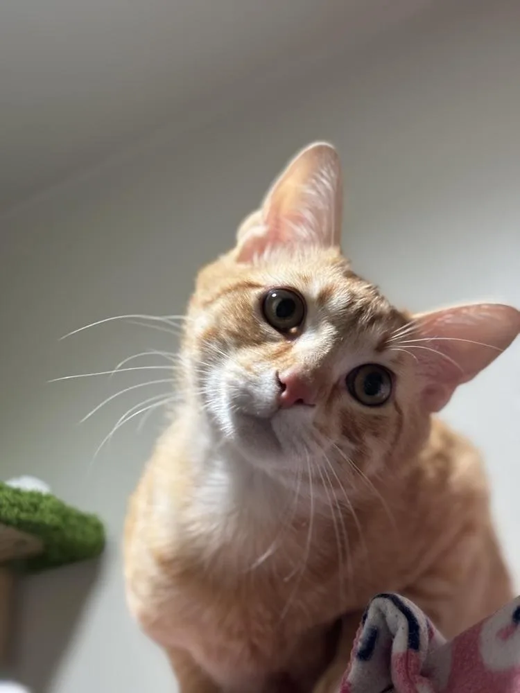 A young large-sized male Orange / Red Tabby cat named Teddy Ruxpin for adoption in Dallas, TX