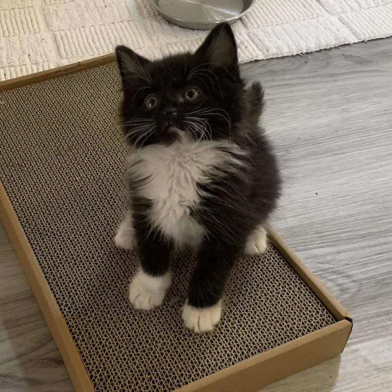 Rufio