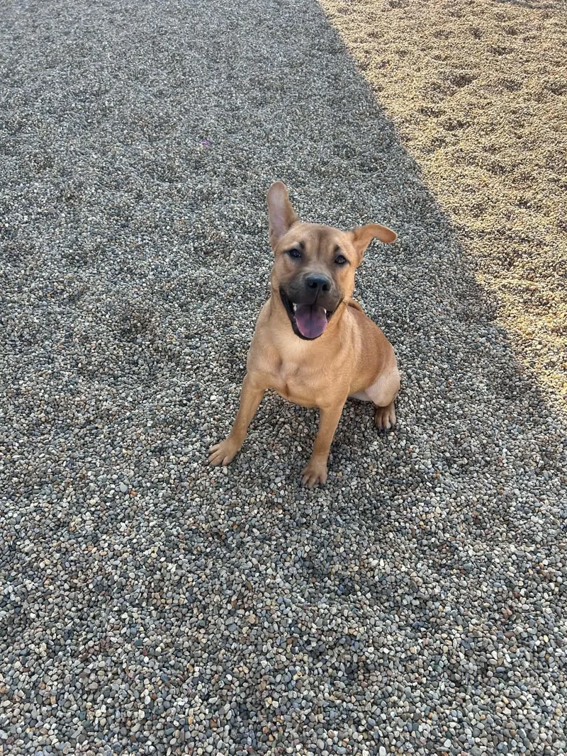 A baby medium-sized female Yellow / Tan / Blond / Fawn Shar-Pei dog named Tilly for adoption in Kalamazoo, MI