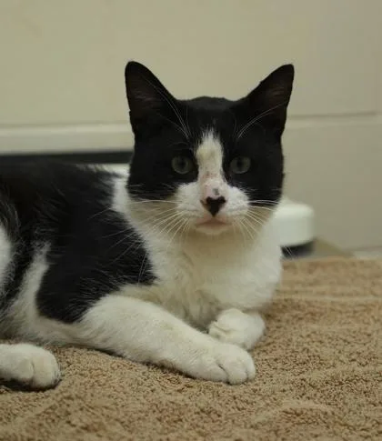 An adult medium-sized male Domestic Short Hair cat named Casanova for adoption in Westland, MI