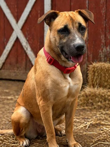 An adult medium-sized female Shepherd dog named Bella for adoption in eufaula, AL