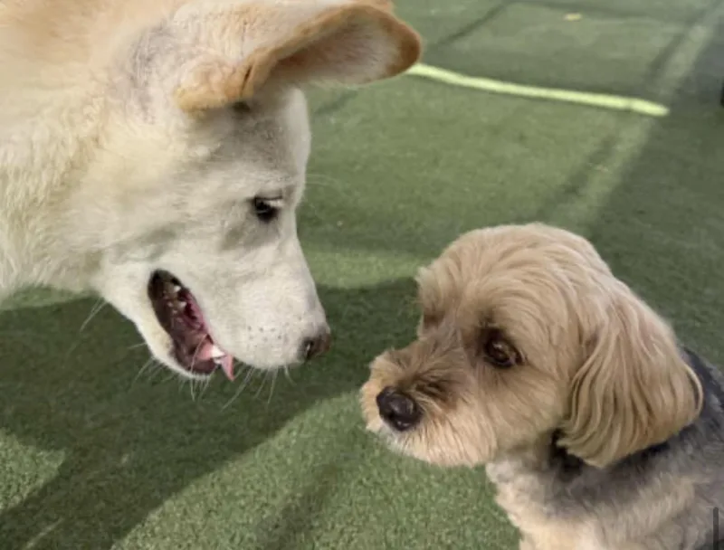 A young medium-sized male White / Cream Jindo dog named Archie for adoption in Tarzana, CA
