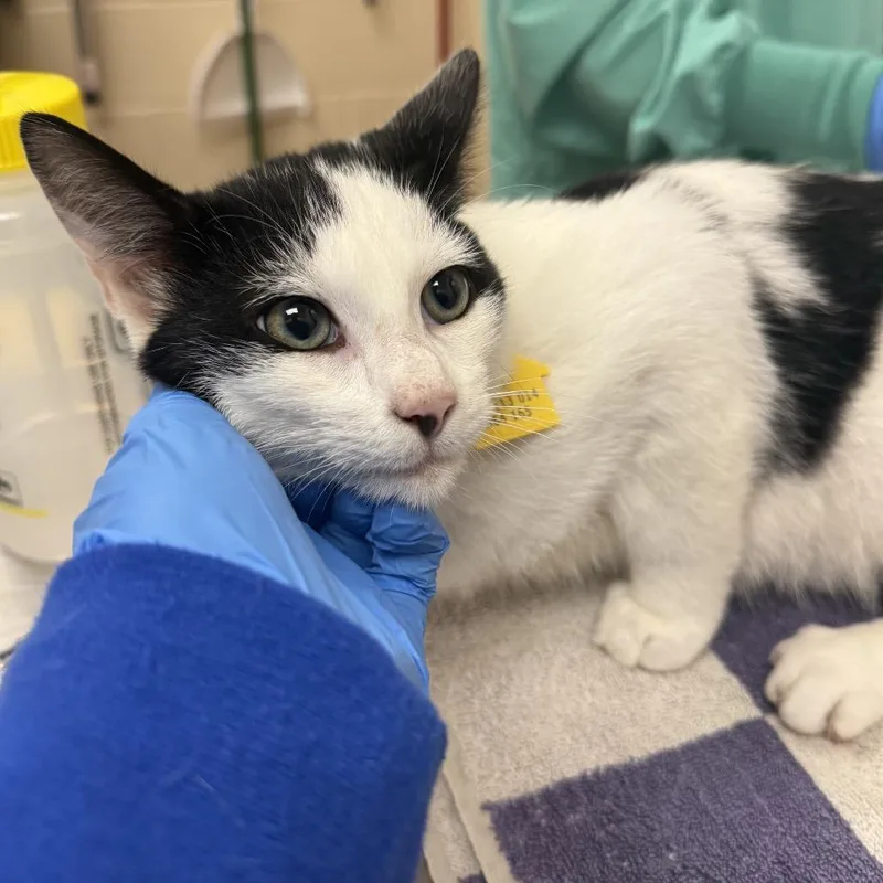 A baby small-sized male White Domestic Short Hair cat named Simon for adoption in Springfield, MA