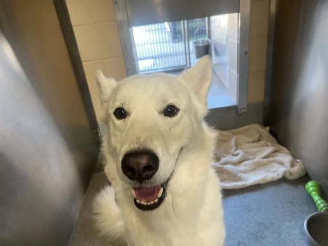 An adult large-sized male Siberian Husky dog named Solstice for adoption in Tustin, CA