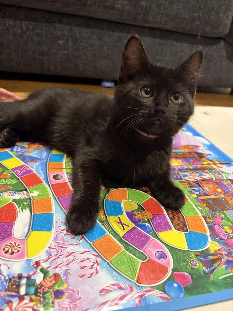 A baby small-sized female Domestic Short Hair cat named Ava for adoption in Dallas, TX