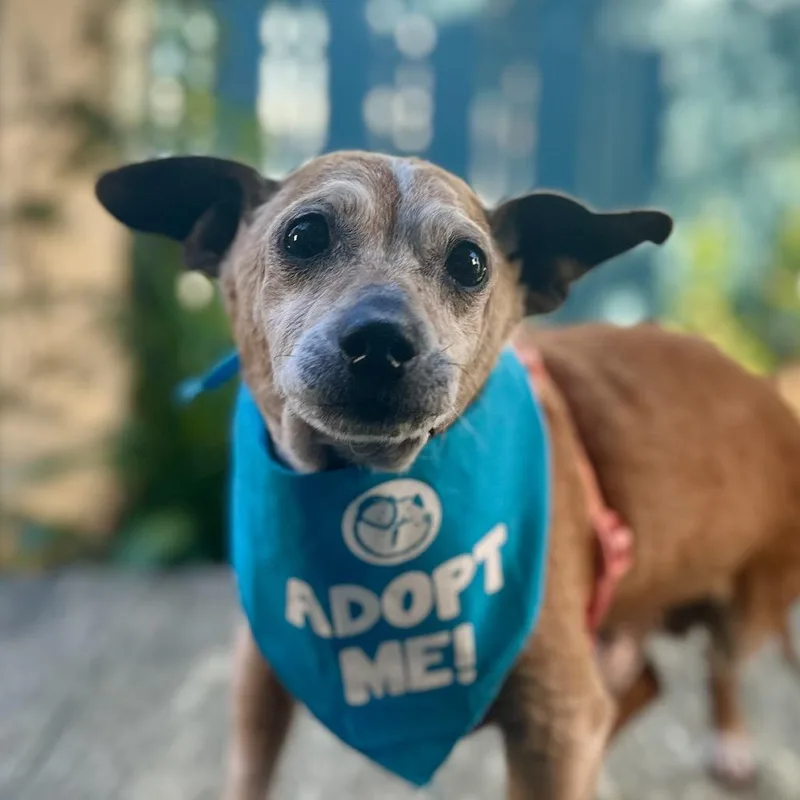 Gingerbread thumbnail 2