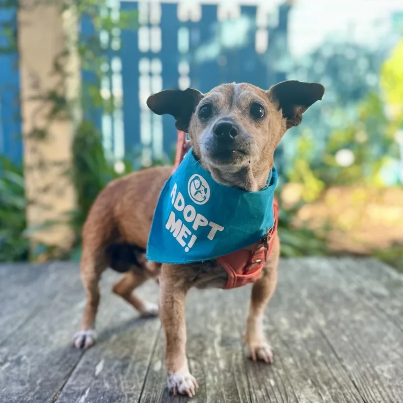 Gingerbread thumbnail 3