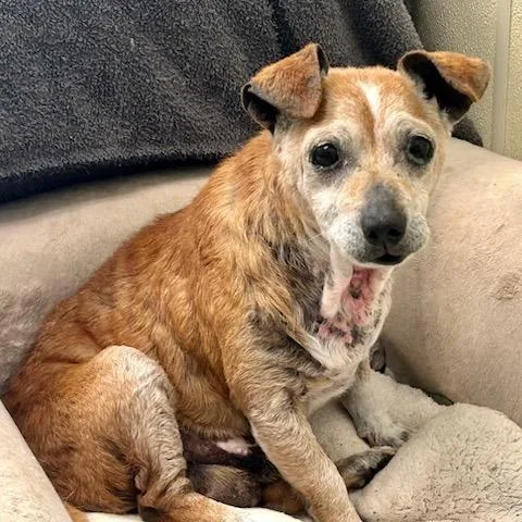 Gingerbread thumbnail 4