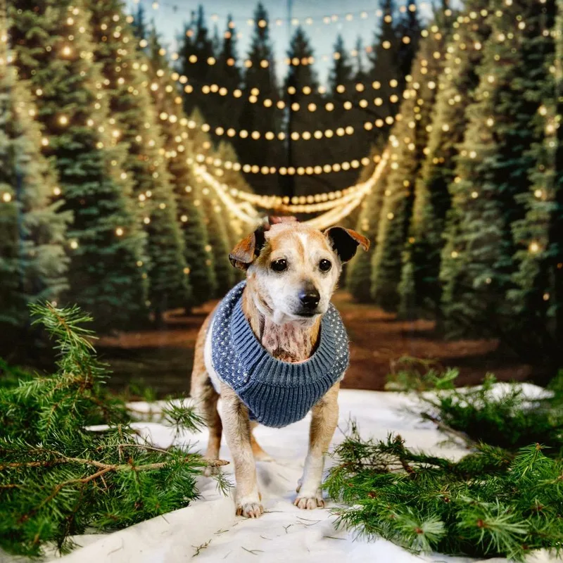 Gingerbread thumbnail 5