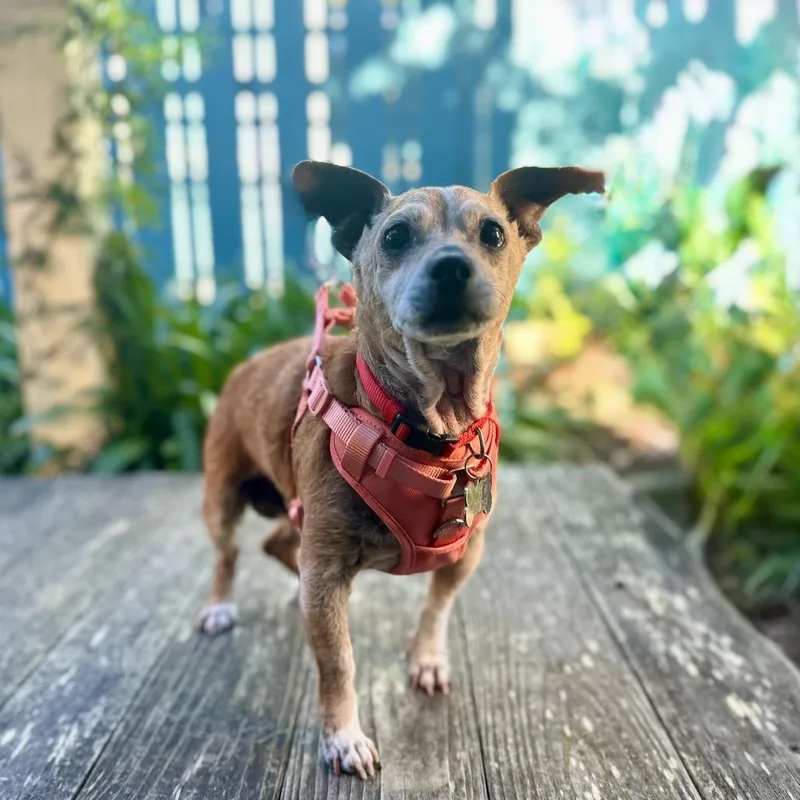 Gingerbread thumbnail 6