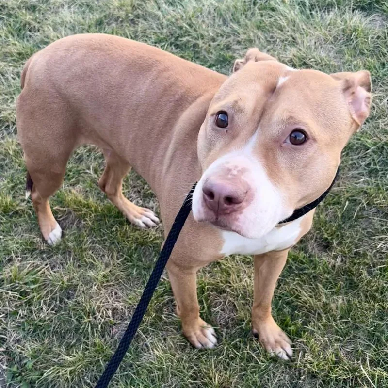 An adult medium-sized female Yellow / Tan / Blond / Fawn Pit Bull Terrier dog named Diamonds for adoption in St Joseph, MO