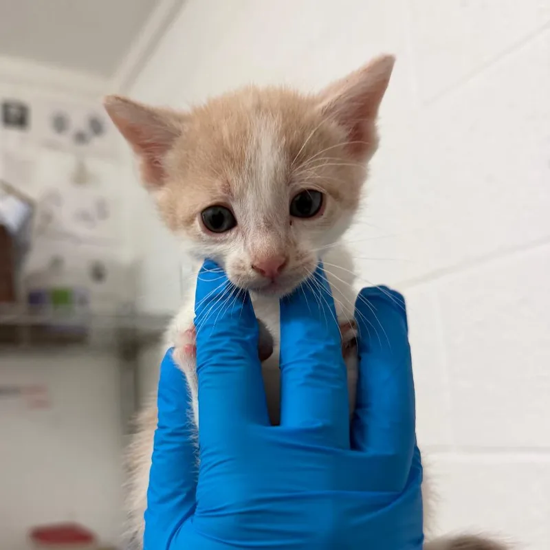 A baby small-sized male White Domestic Short Hair cat named Matt Murdock for adoption in Edinburg, TX