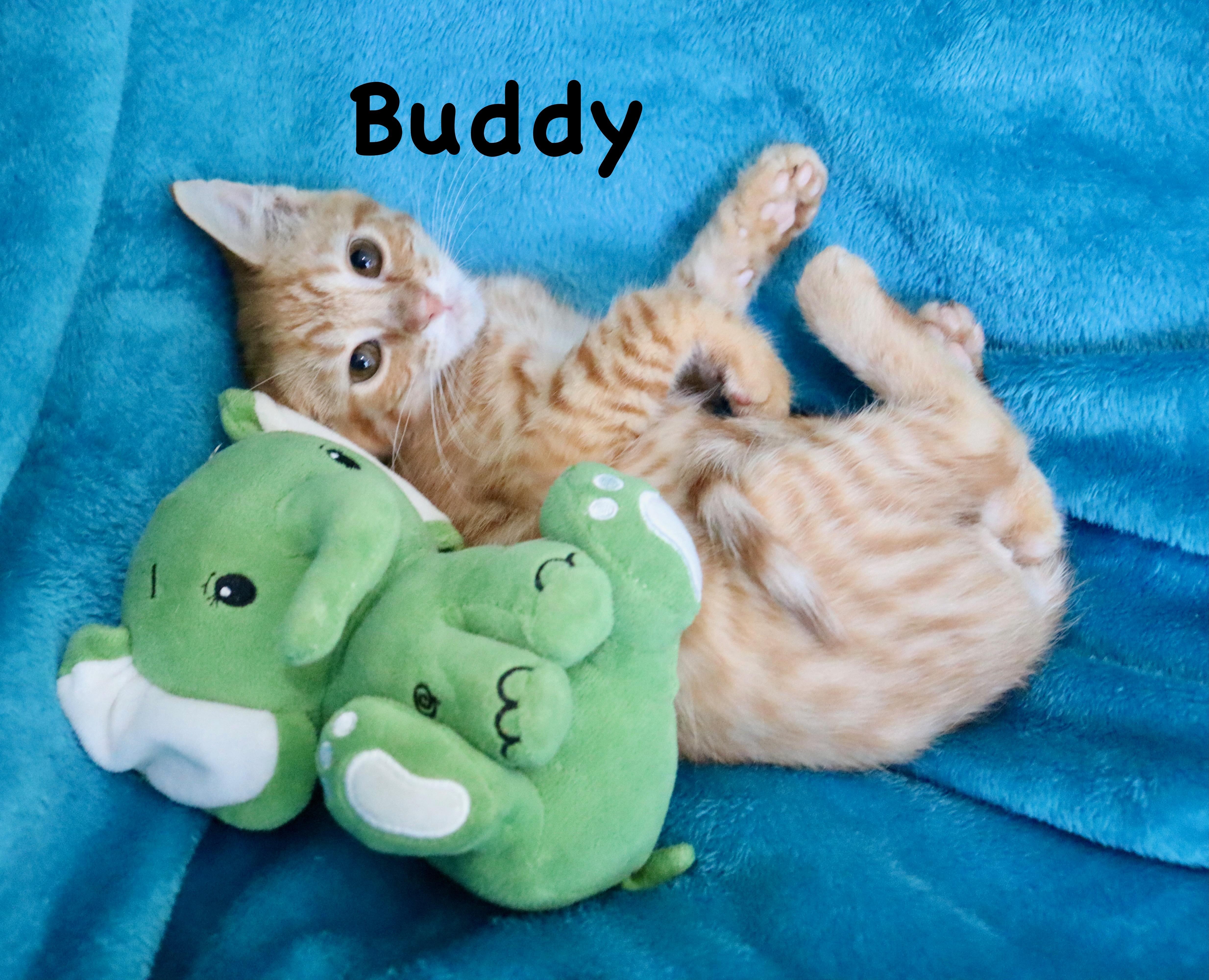 A baby medium-sized male Tabby (Orange / Red) Tabby cat named Buddy for adoption in Saint Augustine, FL