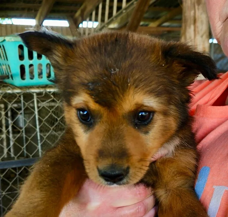 A young medium-sized female Bicolor Australian Cattle Dog / Blue Heeler dog named "l"rd Girl for adoption in Raleigh, NC
