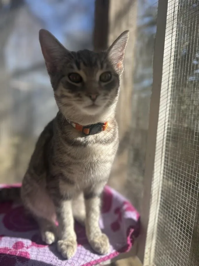 A baby medium-sized male American Shorthair cat named Oakley for adoption in Ocean View, NJ