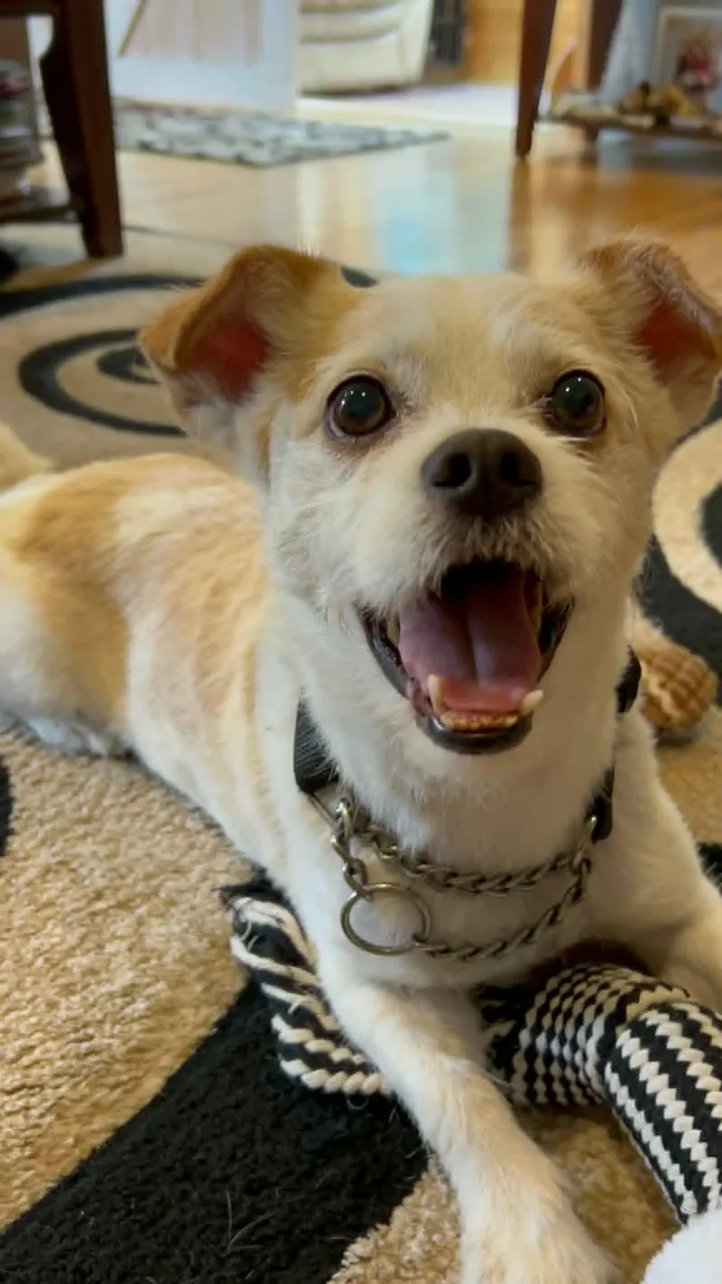 Gizmo Clark