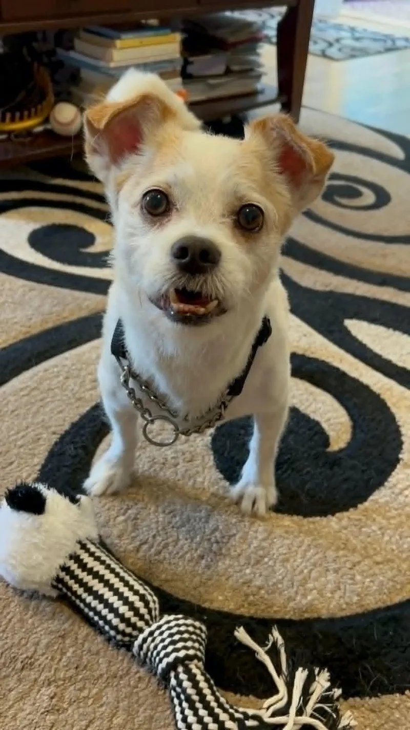 Gizmo Clark thumbnail 2