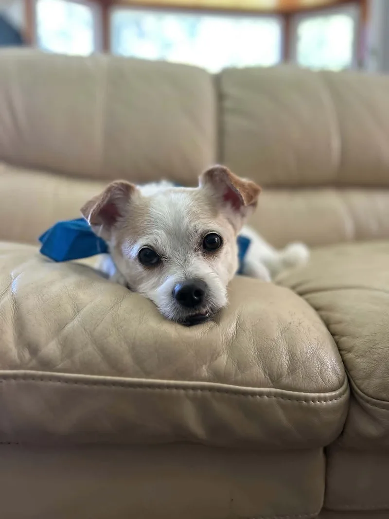 Gizmo Clark thumbnail 3