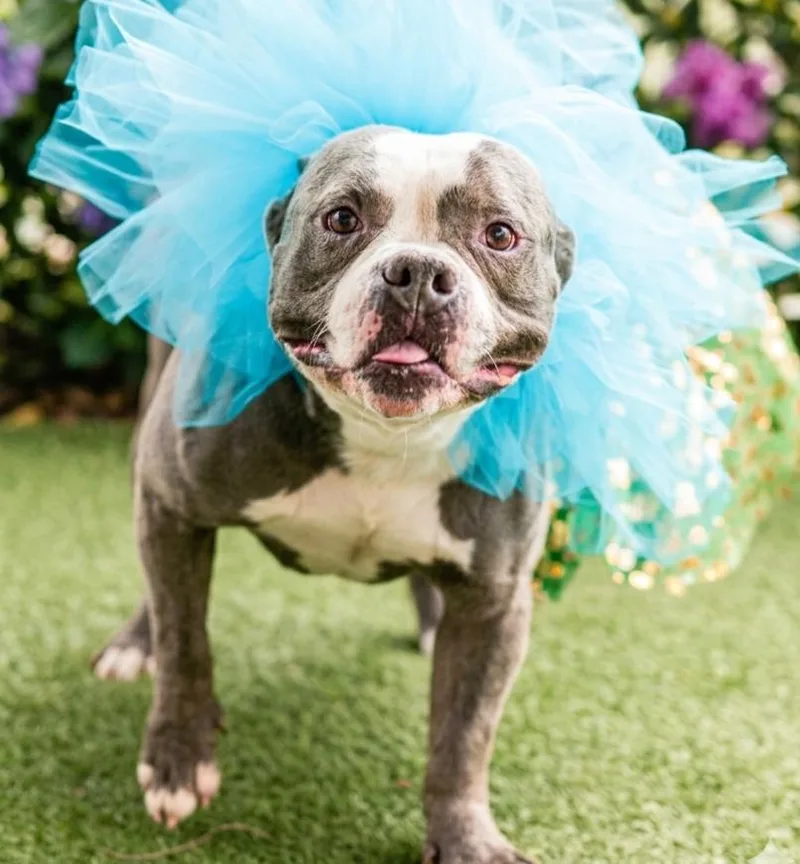 An adult large-sized male Pit Bull Terrier dog named Big Boy for adoption in Roswell, GA