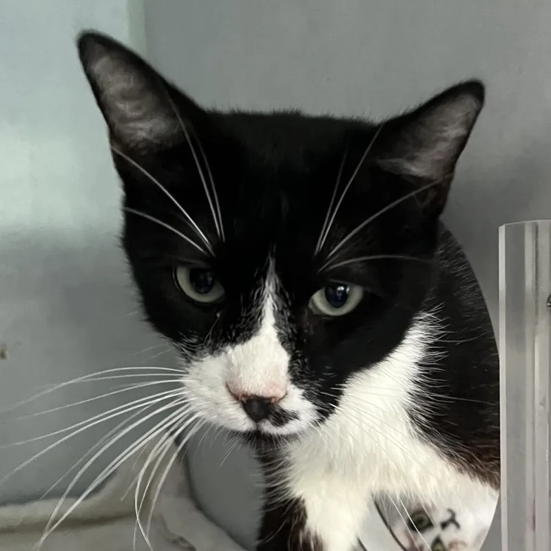 An adult medium-sized male Black Domestic Short Hair cat named Pascal for adoption in Sarasota, FL