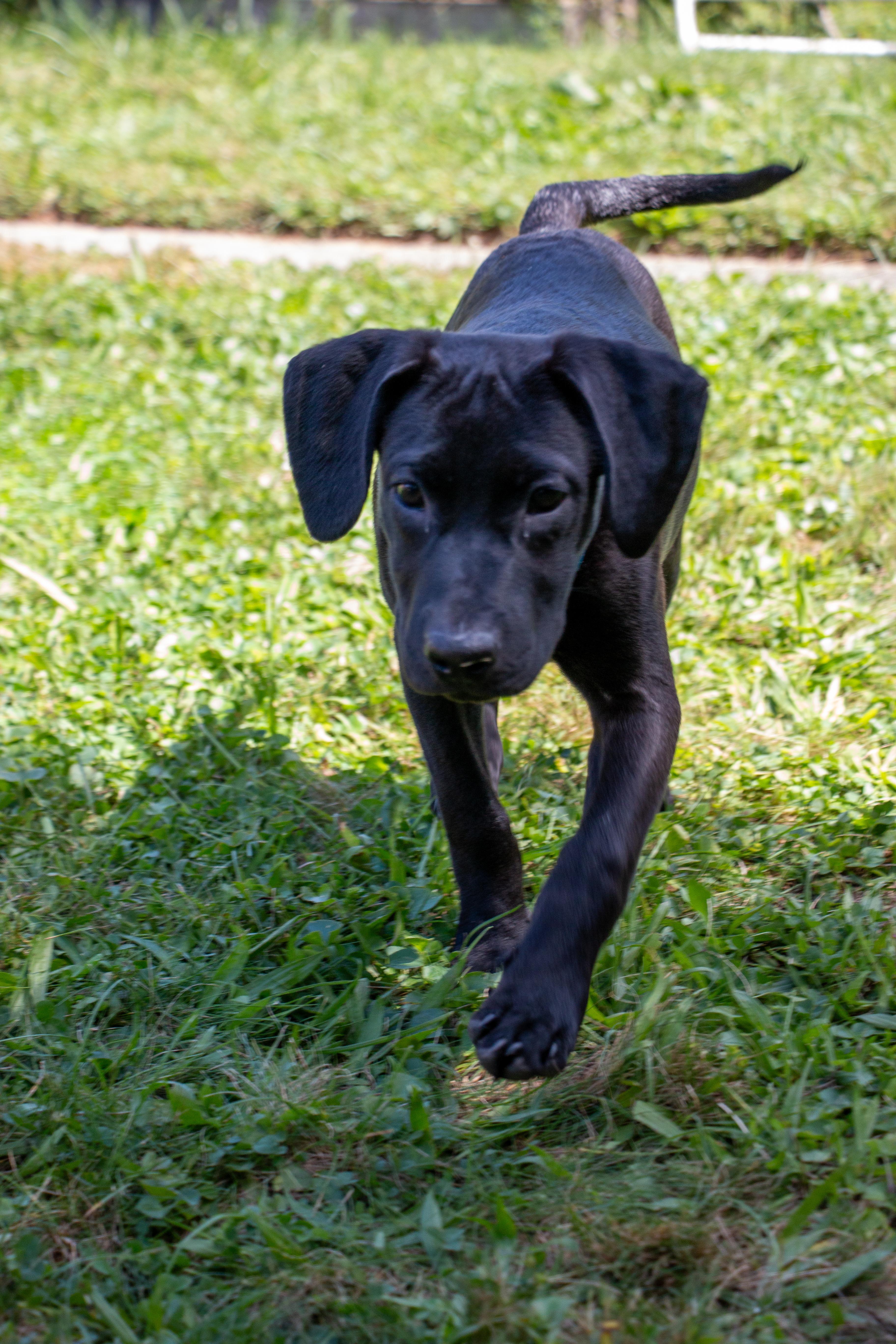 A baby medium-sized male Labrador Retriever dog named Jaime for adoption in Houston, TX