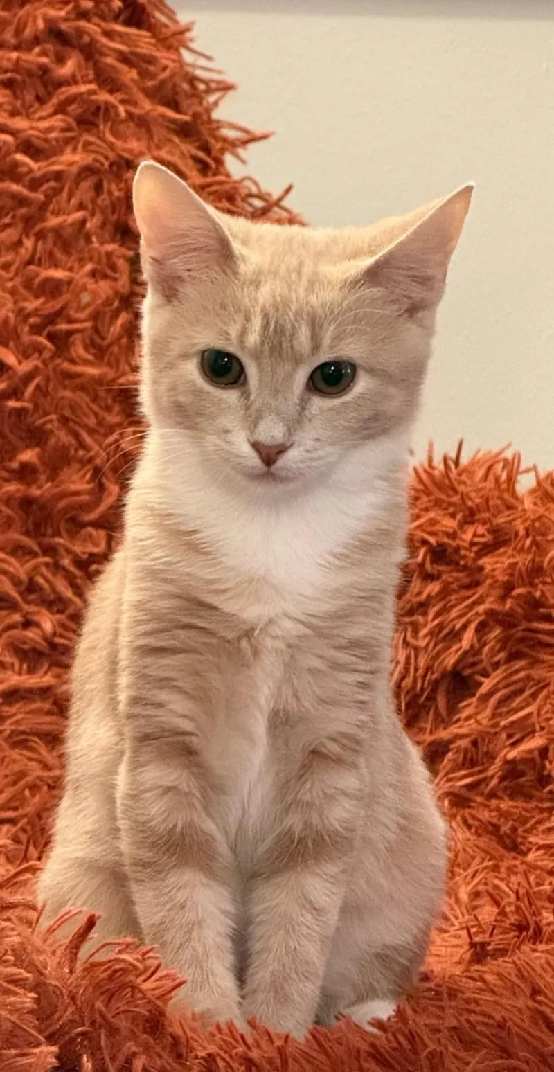 A baby small-sized female Domestic Short Hair cat named Butterscotch for adoption in Clayton, NC