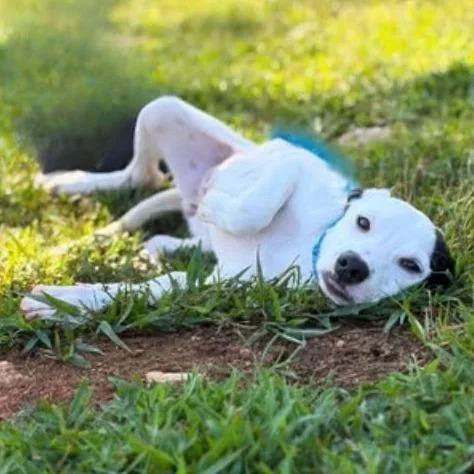 A baby medium-sized female White / Cream Pit Bull Terrier dog named Jean for adoption in Alexandria, VA