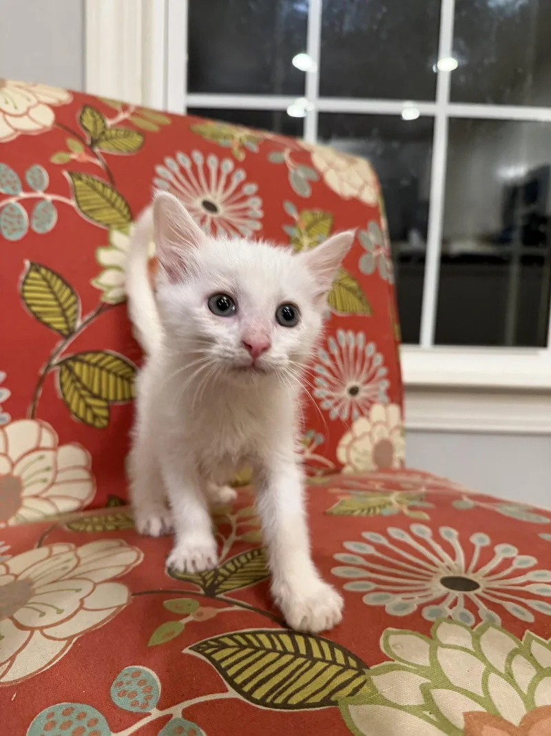 A young medium-sized male Domestic Short Hair cat named Geyser for adoption in Camden, SC
