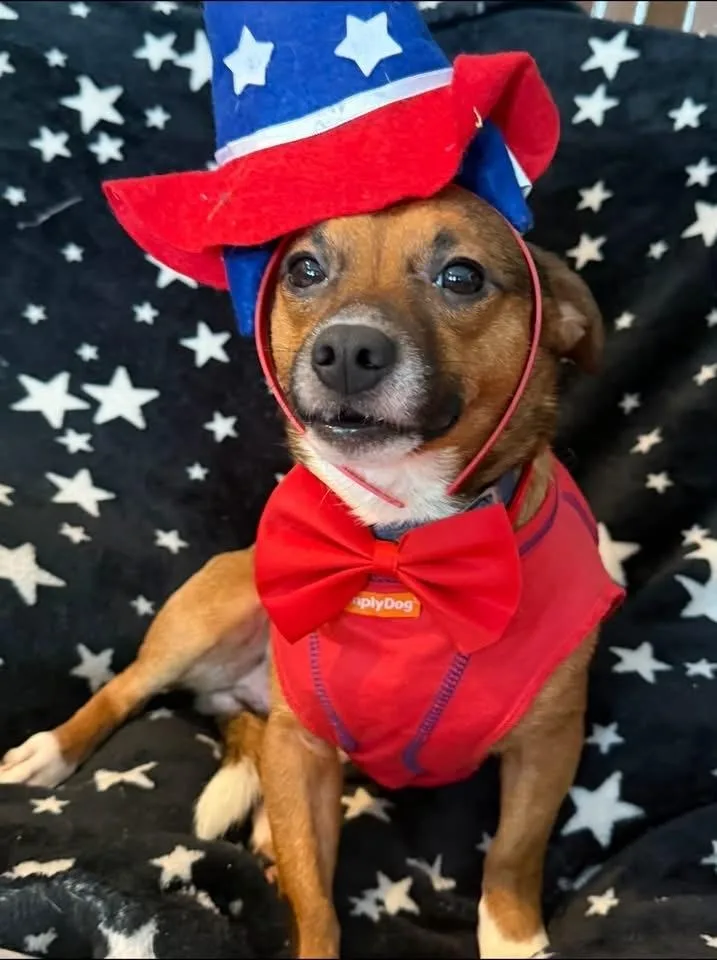 An adult small-sized male White / Cream Chihuahua dog named Tubby for adoption in Scranton, PA