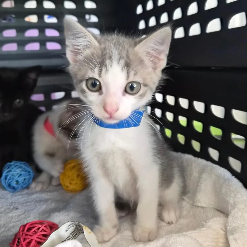 A baby small-sized male Gray / Blue / Silver Domestic Short Hair cat named Lenny for adoption in Montgomery, AL
