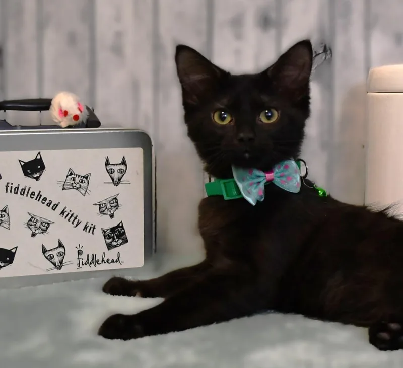 A baby small-sized male Domestic Long Hair cat named Carlos for adoption in Roanoke, TX