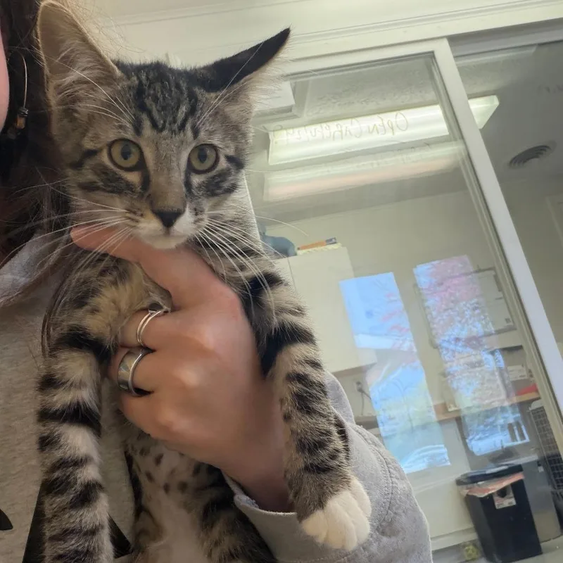 A baby small-sized male Brown / Chocolate Domestic Short Hair cat named Spyro for adoption in Morrisville, VT