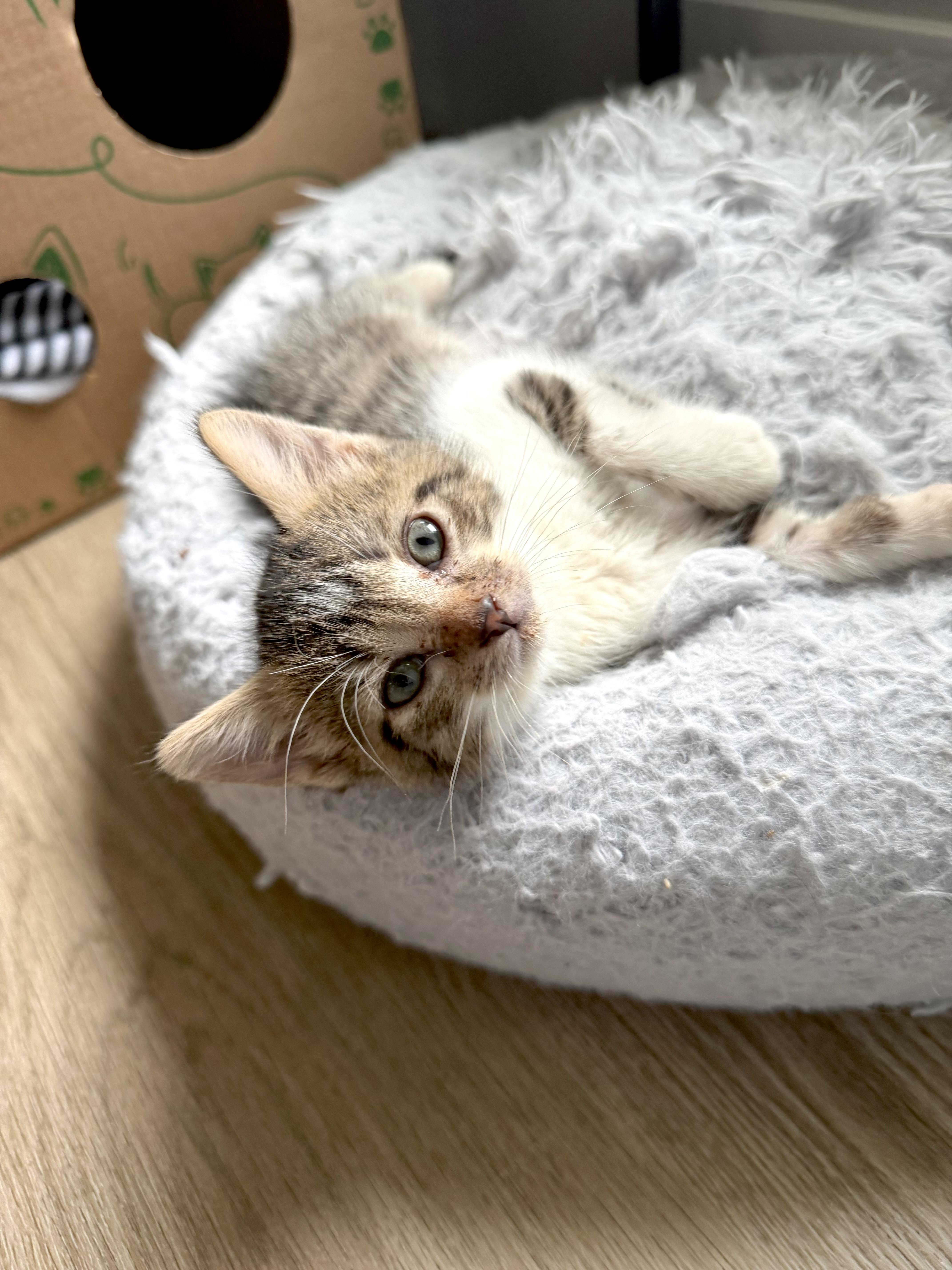 A baby small-sized male Domestic Short Hair cat named Gummy Bear for adoption in Muskego, WI
