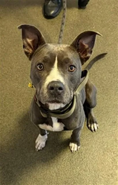An adult medium-sized female Mixed Breed dog named Queen Blue for adoption in Jacksonville, FL