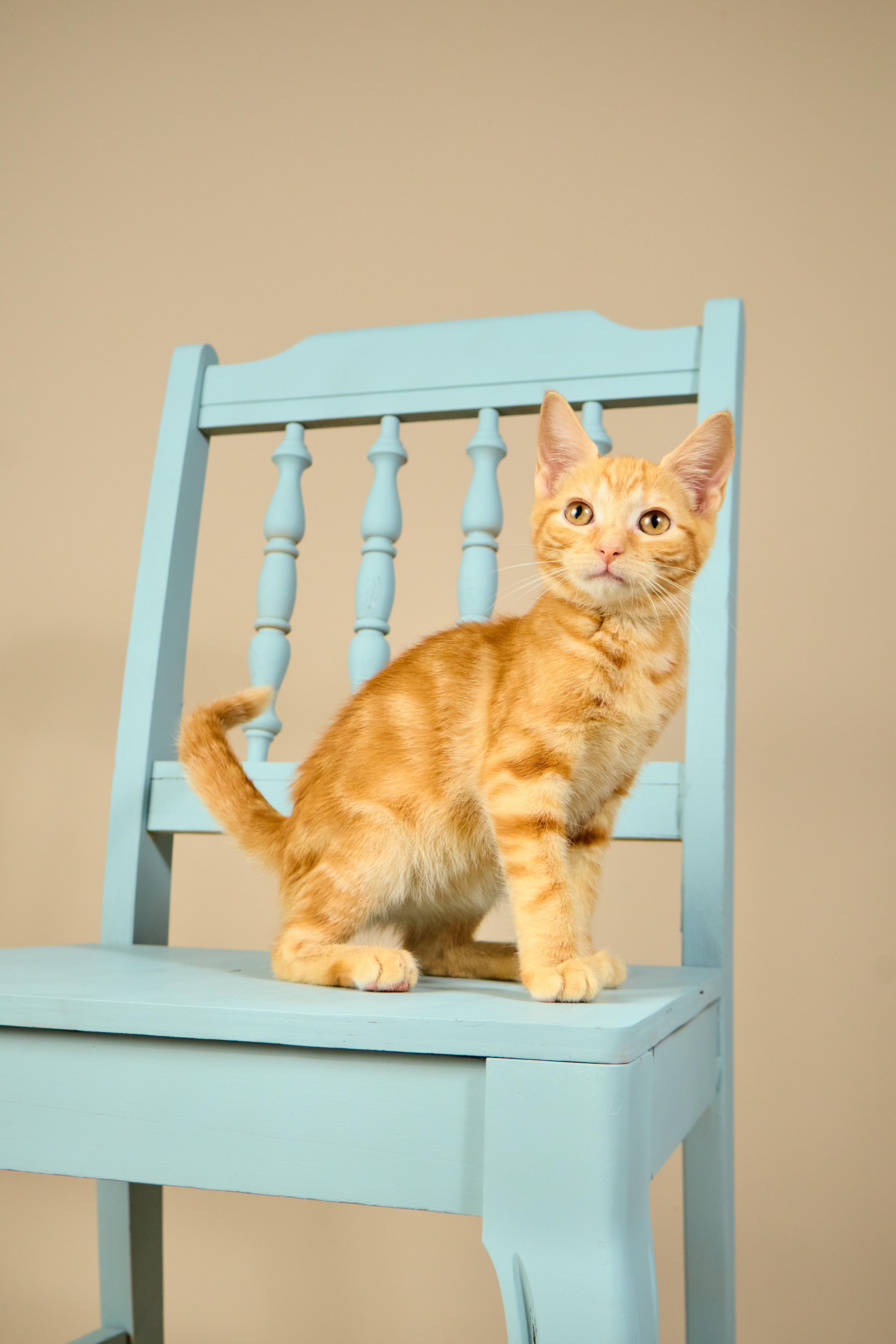 A baby medium-sized male Tabby (Orange / Red) Tabby cat named Cheeto for adoption in Waxhaw, NC