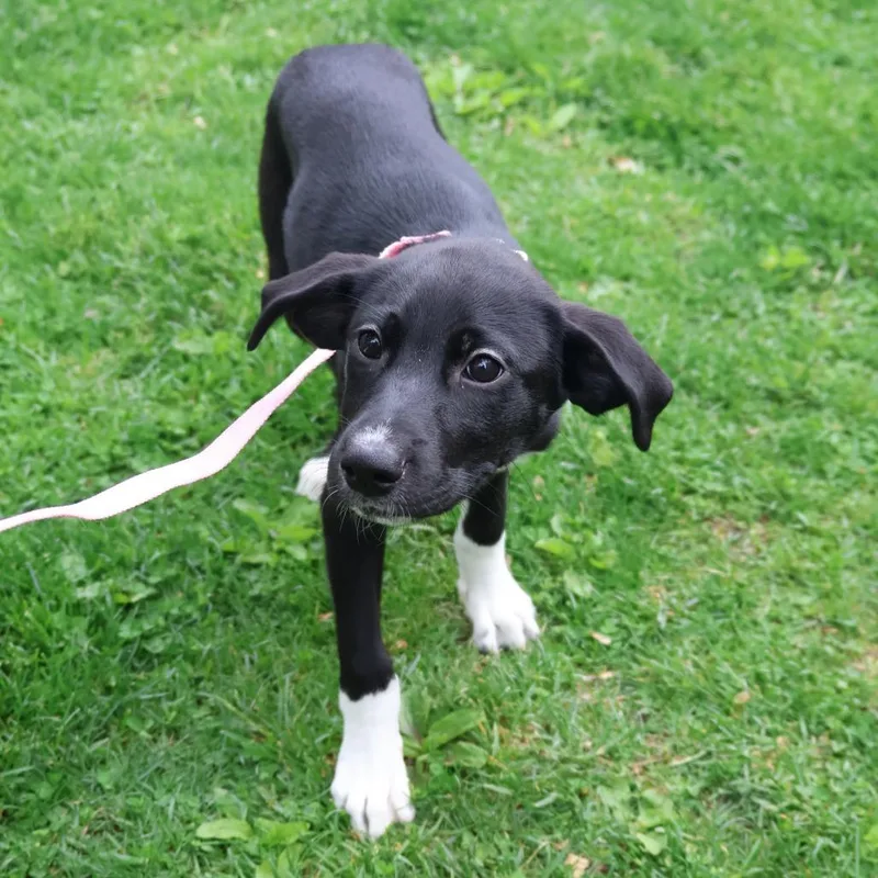 A baby small-sized female Black Mixed Breed dog named Dahlia for adoption in Briarcliff Manor, NY
