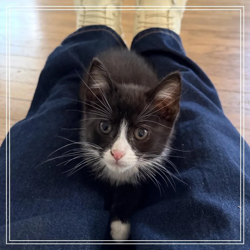 A baby small-sized male Domestic Short Hair cat named Treble for adoption in Monroe, MI