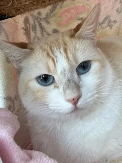 An adult small-sized female Domestic Short Hair cat named Flash for adoption in Roseville, CA