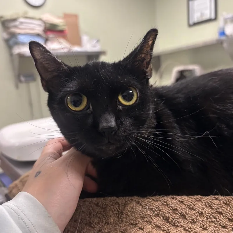 An adult medium-sized female Domestic Short Hair cat named Circle K for adoption in Binghamton, NY