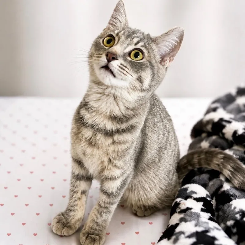 A baby small-sized male Gray / Blue / Silver Domestic Short Hair cat named Henny for adoption in Medina, OH