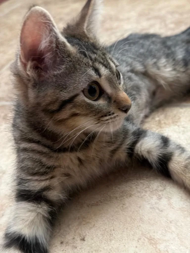 A baby medium-sized female Domestic Short Hair cat named Koxa for adoption in Peoria, AZ