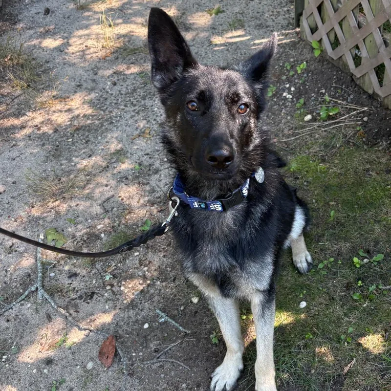 A young medium-sized female German Shepherd Dog dog named Sage for adoption in Hampton Bays, NY