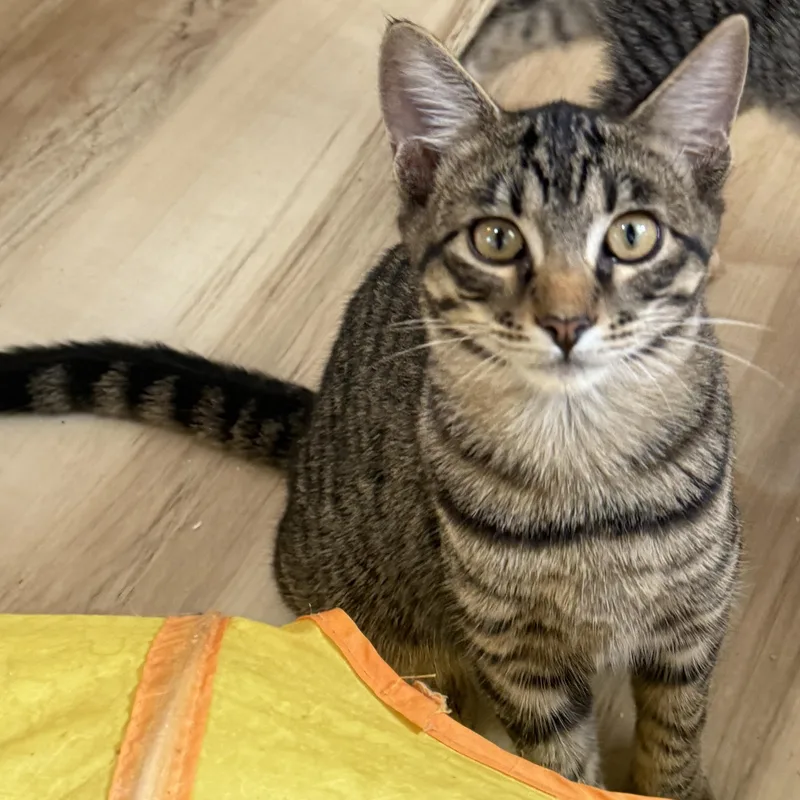 Tiny Tim thumbnail 2