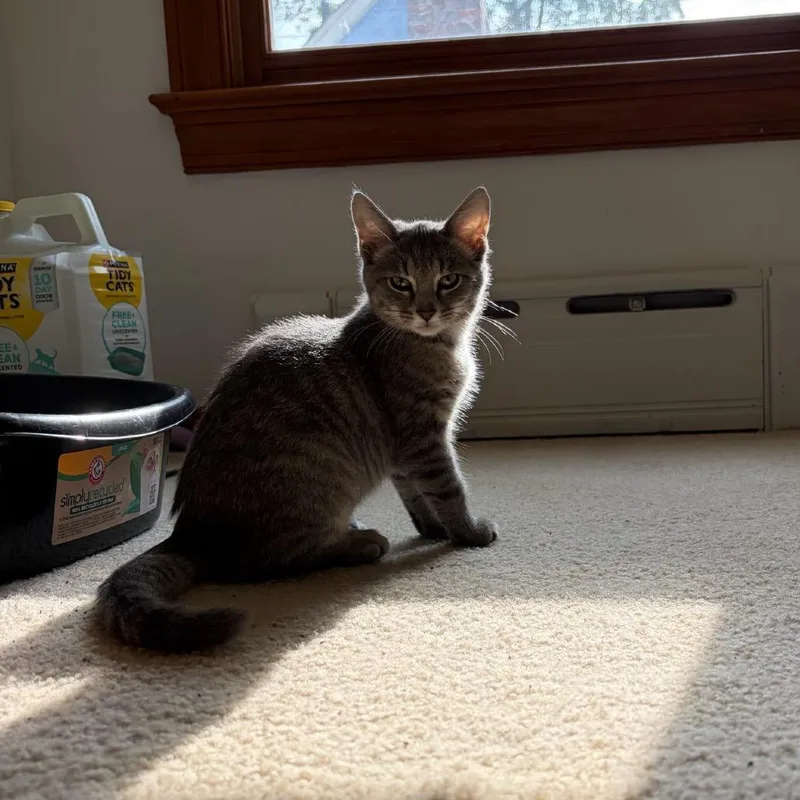 A baby small-sized female Gray / Blue / Silver Domestic Short Hair cat named Blossom for adoption in Oakton, VA