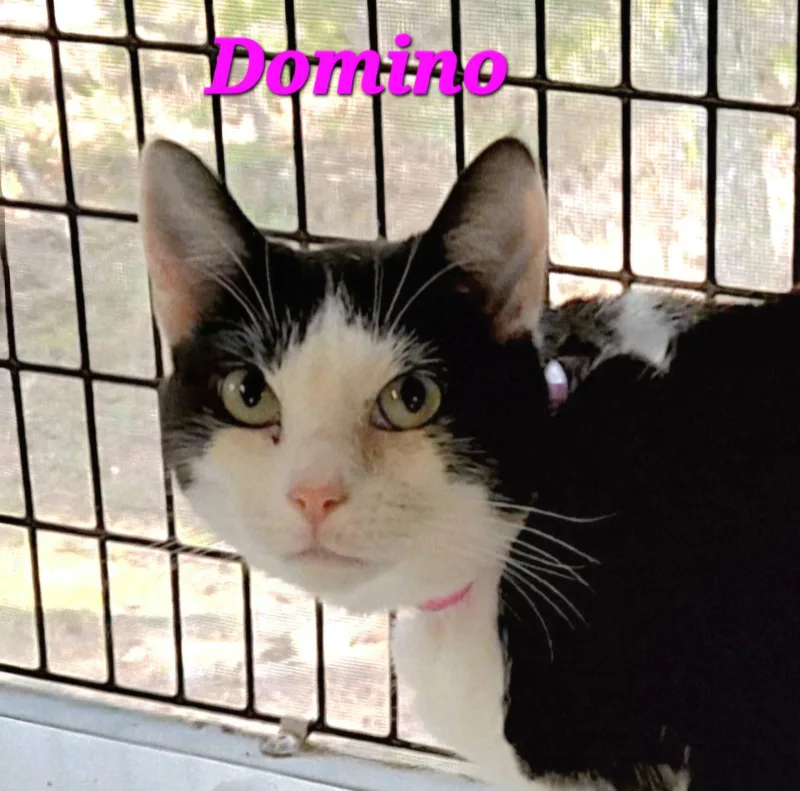 An adult medium-sized female Black & White / Tuxedo Domestic Short Hair cat named Domino for adoption in Macon, GA