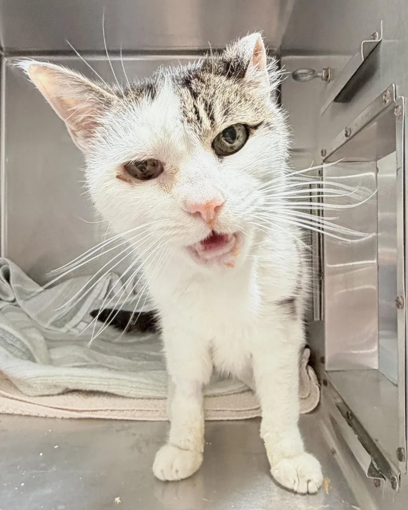 A senior medium-sized female White Domestic Short Hair cat named Rue for adoption in Oakland, CA