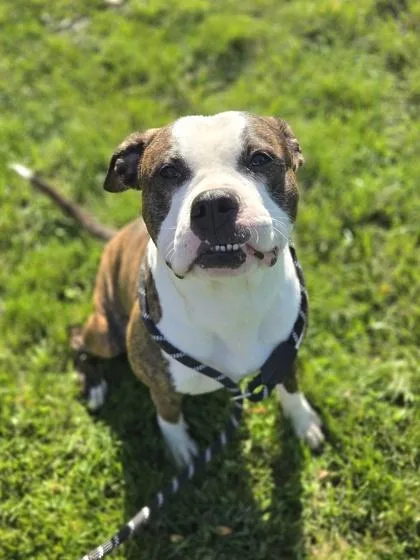 An adult large-sized male Pit Bull Terrier dog named Alvin for adoption in Westland, MI